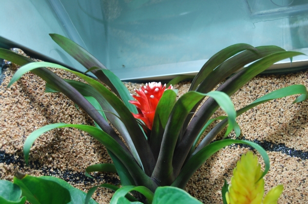 Bromelia Guzmania speciosa.jpg