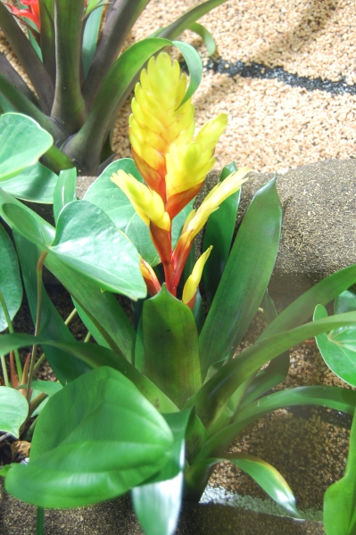 Bromelia Vriesea hydridi.jpg