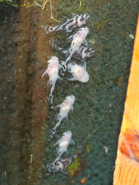 Raitapaidan kakarat.jpg