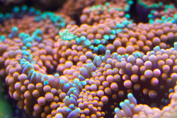 Ricordea