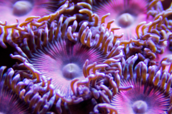 Zoa