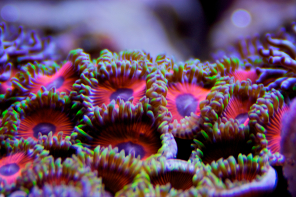 Zoa