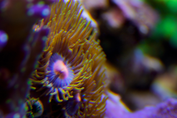 Zoa