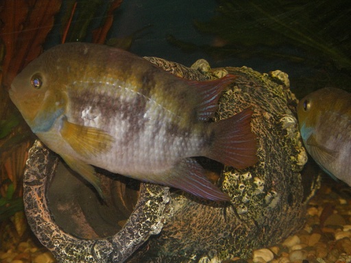 16.01.- 2011 005.JPG