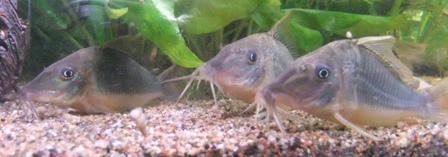 Brochis multiradiatus.JPG