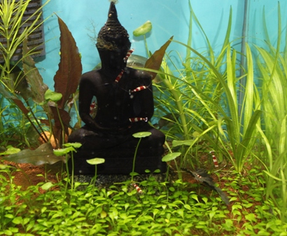 Caridina.JPG