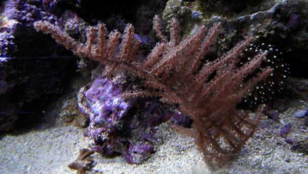 Gorgonia.jpg