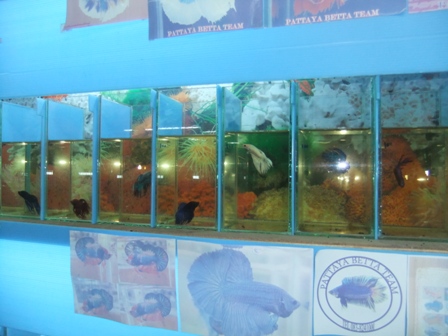 Pattaya Market Betta.JPG
