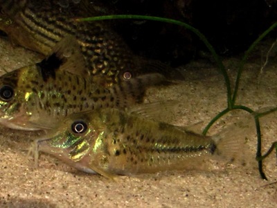 C. vittatus.JPG