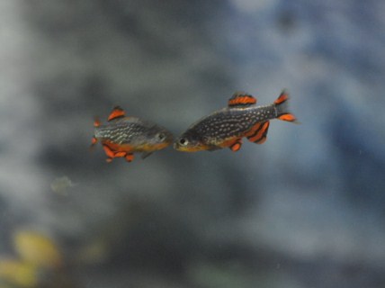 Helmiseeprat 083.JPG