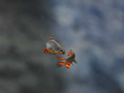 Helmiseeprat 087.JPG