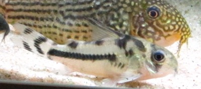 C. boesemani.JPG