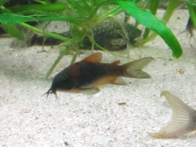 C. sp. venezuelanus.JPG