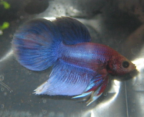 Koiras 1 salamalla