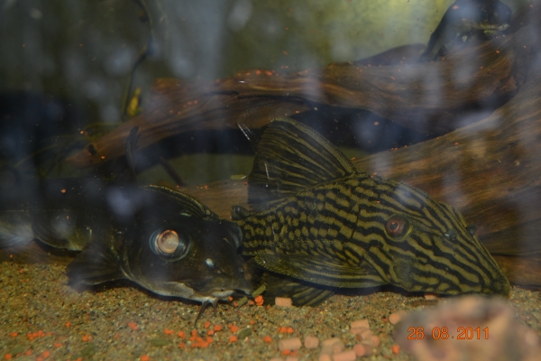 DSC_0219_pieni.jpg