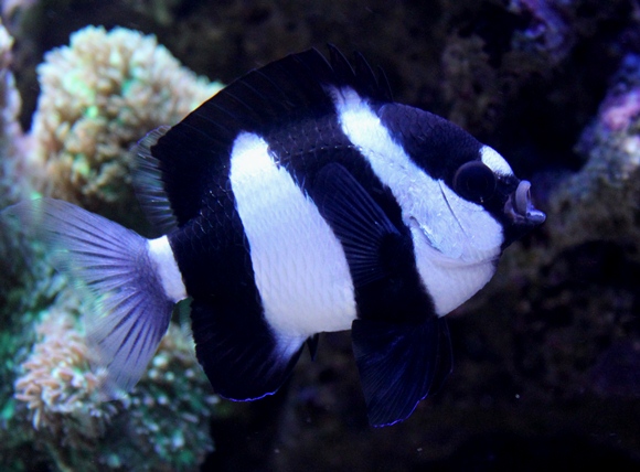 Dascyllus aruanus.JPG
