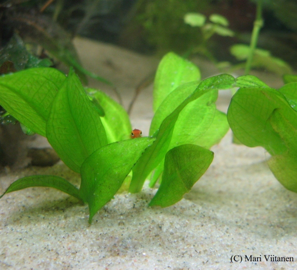 Platy.jpg