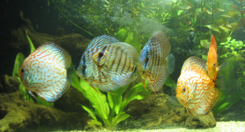 saisko ruokaa 050309.JPG