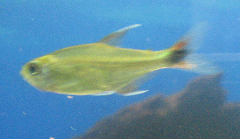 tetra.gif