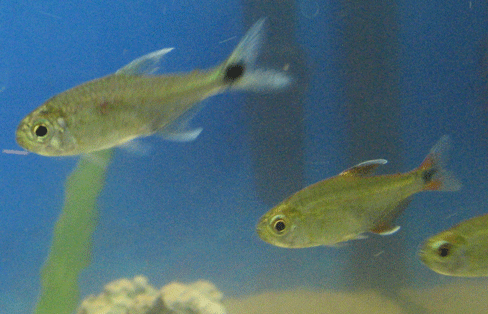 tetra1.gif