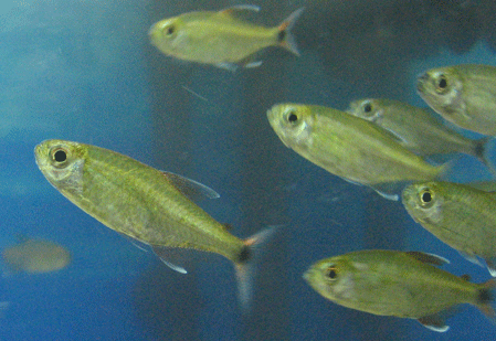 tetra2.gif