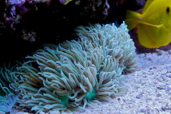 C. jardinei