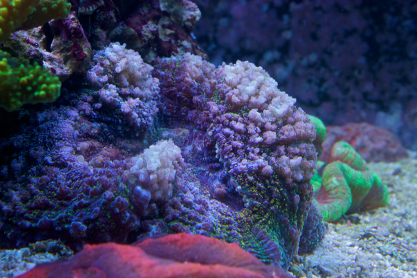 Lobophyllia (robusta?)