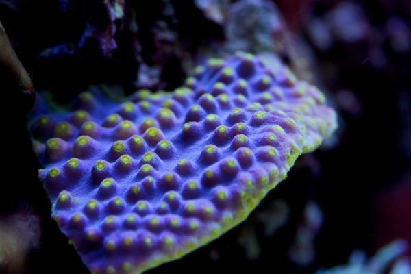 Turbinaria