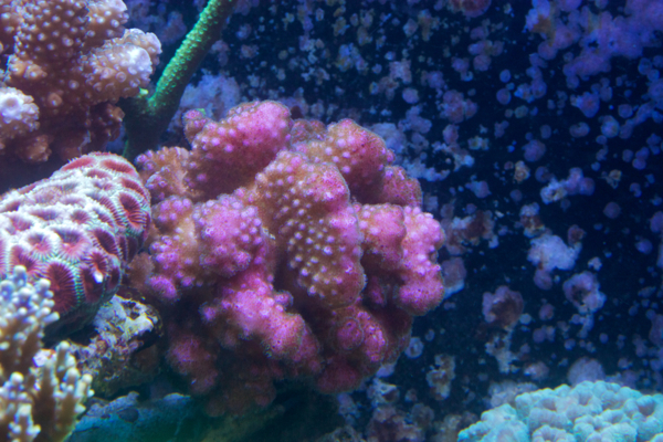 Pocillopora