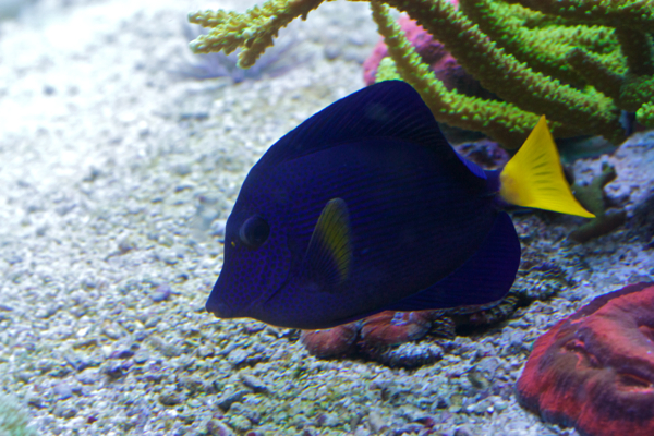 Z. xanthurum