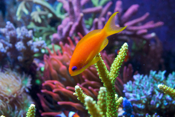 Pseudanthias squamipinnis