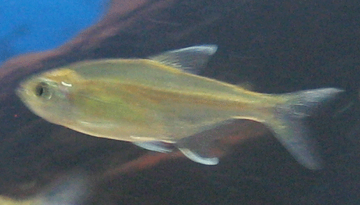 tetra4.gif