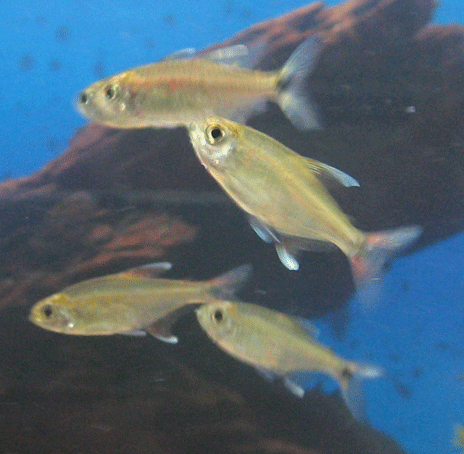 tetra5.gif