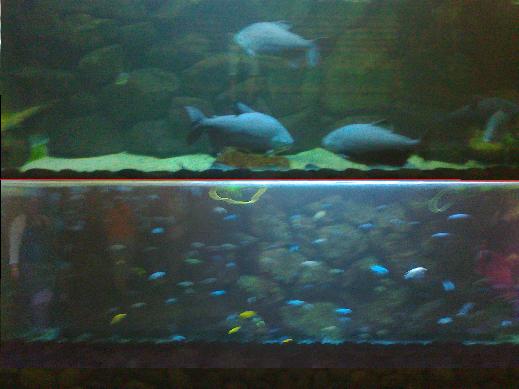 Näpsäisy malawi-altaasta ja samankokoisesta... Jättiläisten maasta. :D