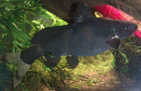 Hake.jpg