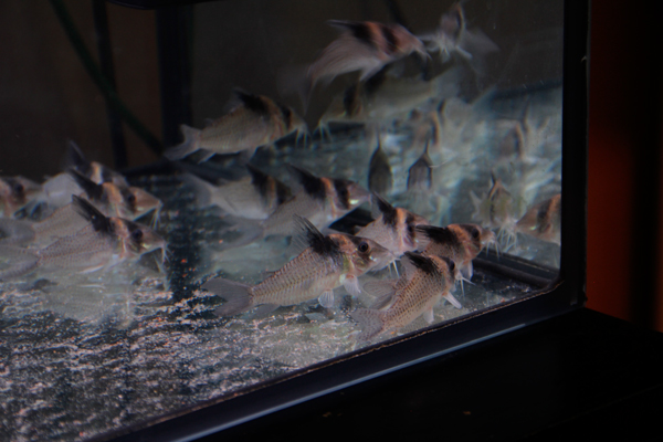 Corydoras_sp_CW45.jpg