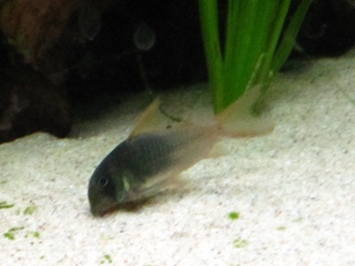 Nokimonninen, Corydoras concolor
