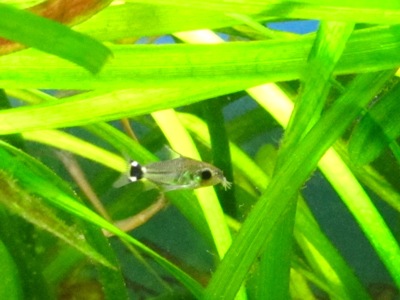 Nuolimonninen, Corydoras hastatus