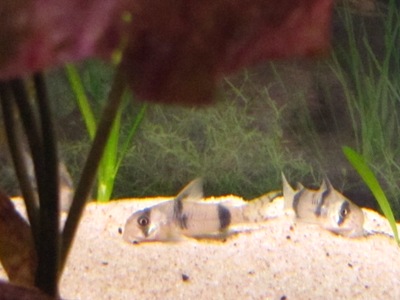 Hentomonninen, Corydoras reynoldsi