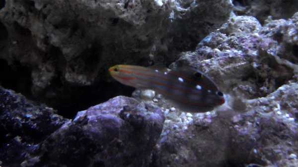 Amblygobius rainfordi.jpg