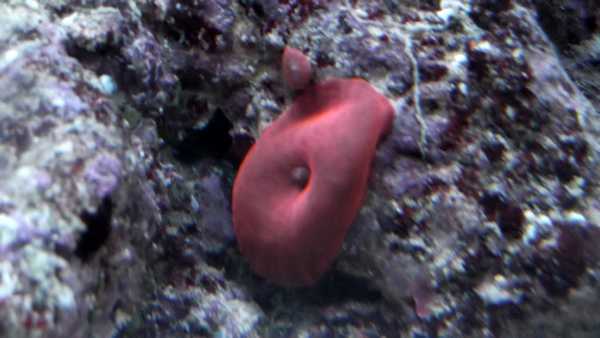 Discosoma red.jpg