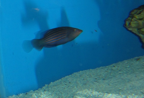 Pseudocheilinus hexataenia