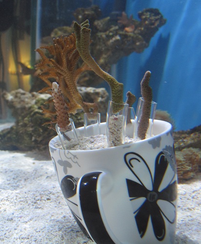 Päivä käyntiin kupillisella.