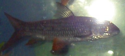 PICT3079.JPG
