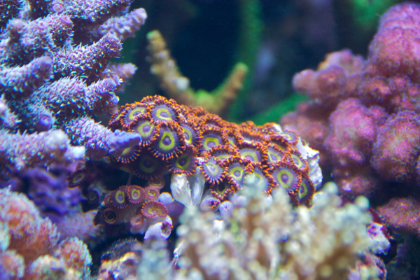 zoa