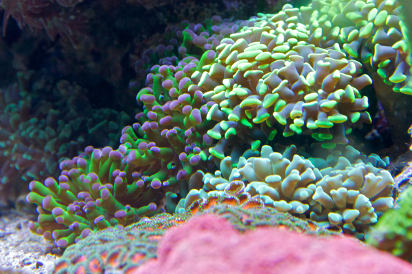 purple-tip