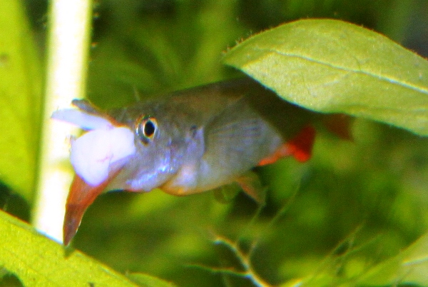 Halfbeak beats norwegian shrimp.JPG