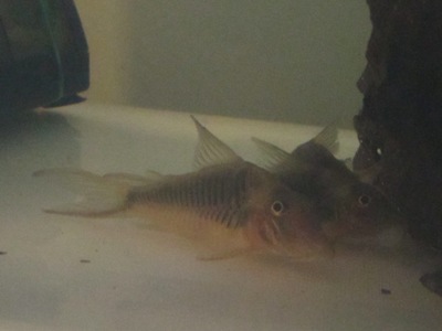 C. treitlii.JPG