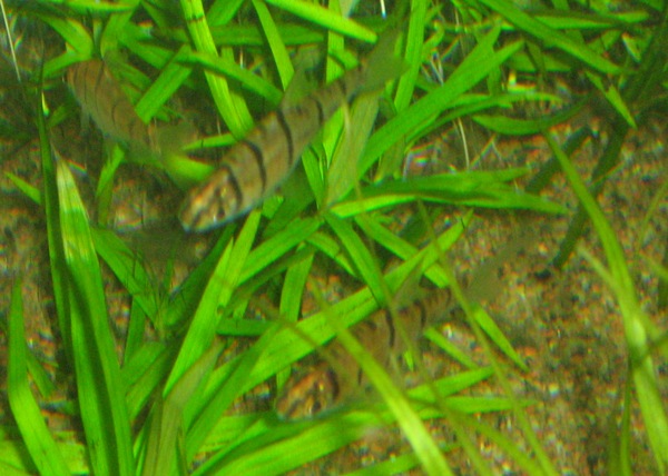 Eirmotus octozona