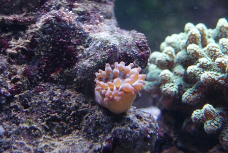 e. quadricolor.JPG